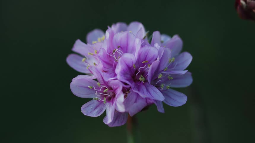 A closeup shot of a vibrant purple flower in full bloom against a dark green blurred background