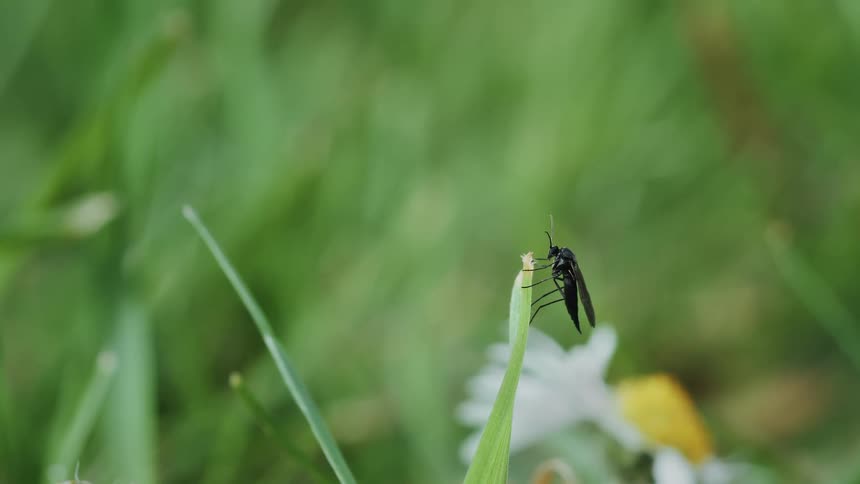 An insect clings to a grass blade in a closeup nature scene