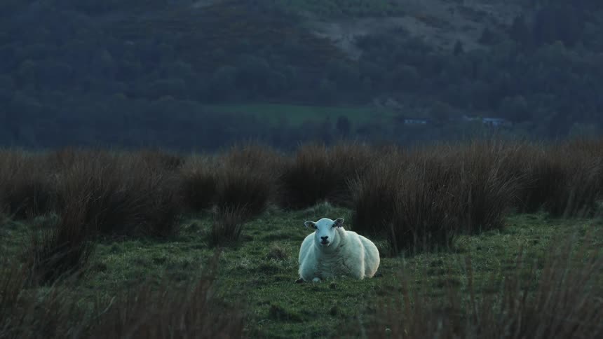Sheep chews and rests on a field outdoors during daytime