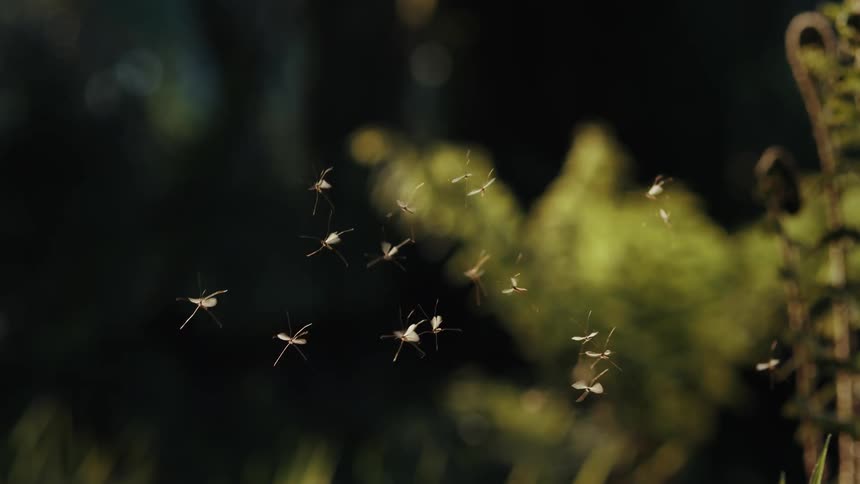 The bugs are flying together outside