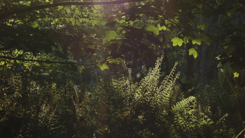 Sunlight filters through dense green foliage and ferns in a peaceful forest setting