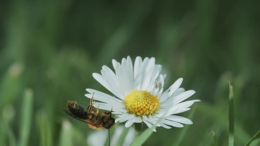 An early mining bee is perched on a white daisy collecting nectar