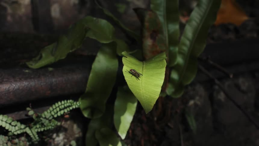 Close up of a fly resting on a plant leaf outdoors during daytime