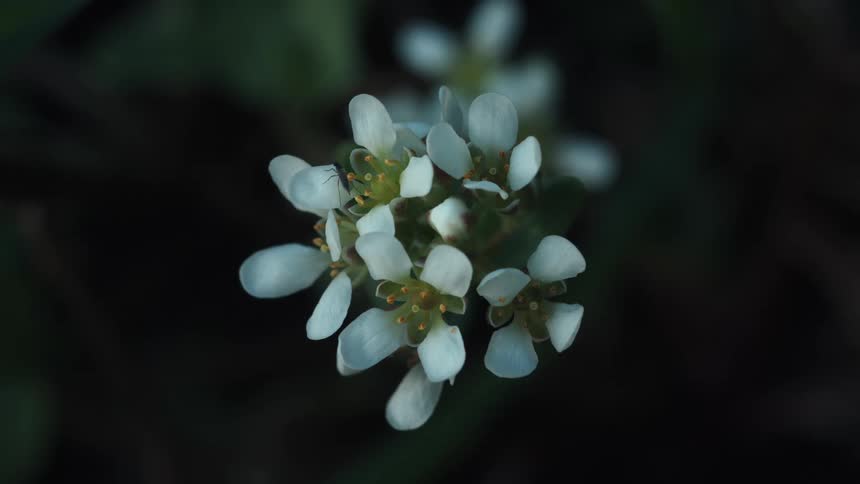 Insect on a white flower