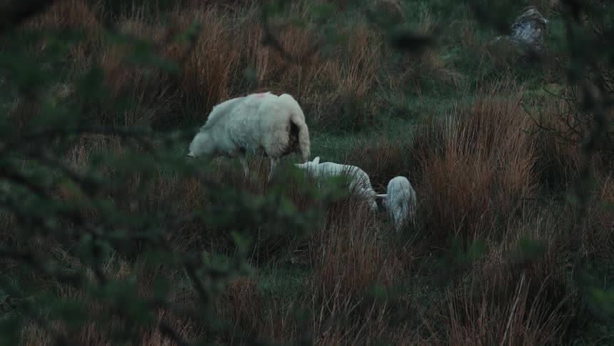 Sheep and lambs graze calmly in a grassy brushfilled meadow