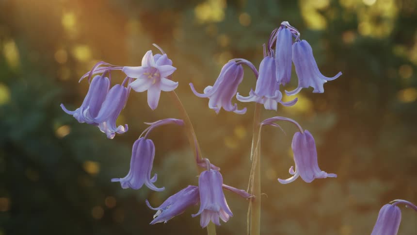 Flowers and sunlight in beautiful scene