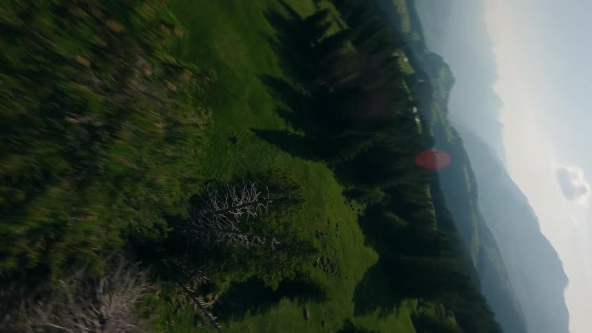 FPV Drone Quickly Spins Around a Large Tree in Switzerland