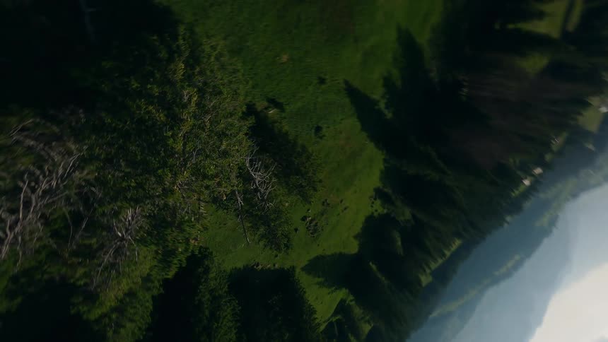 FPV Drone Flies Around a Large Conifer