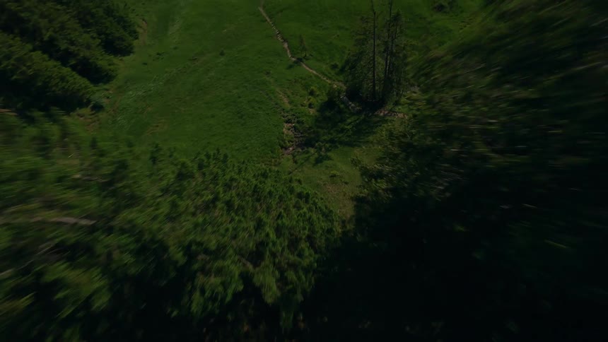 Mountains with coniferous forest