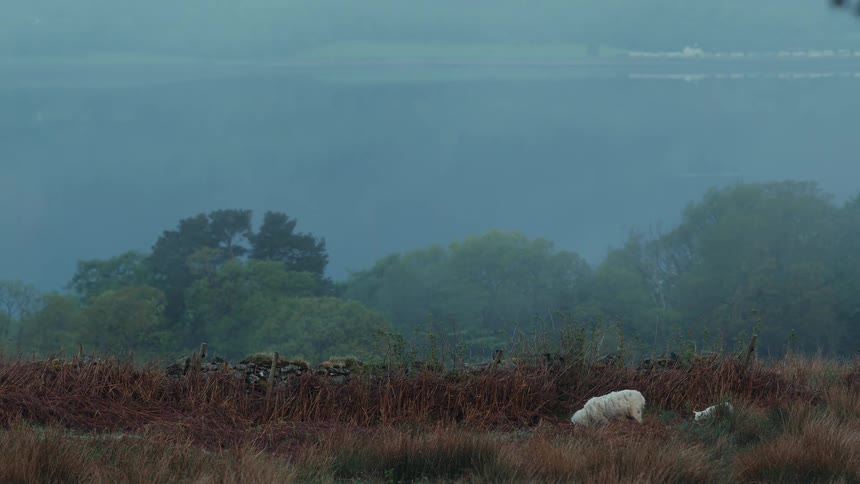 White sheep grazing a grassland midday