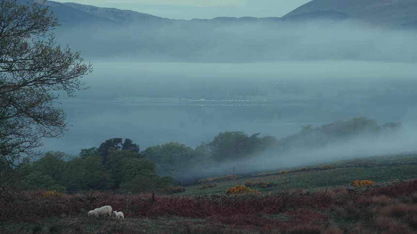 Sheep with two lambs in a field with fog and the sea in the background
