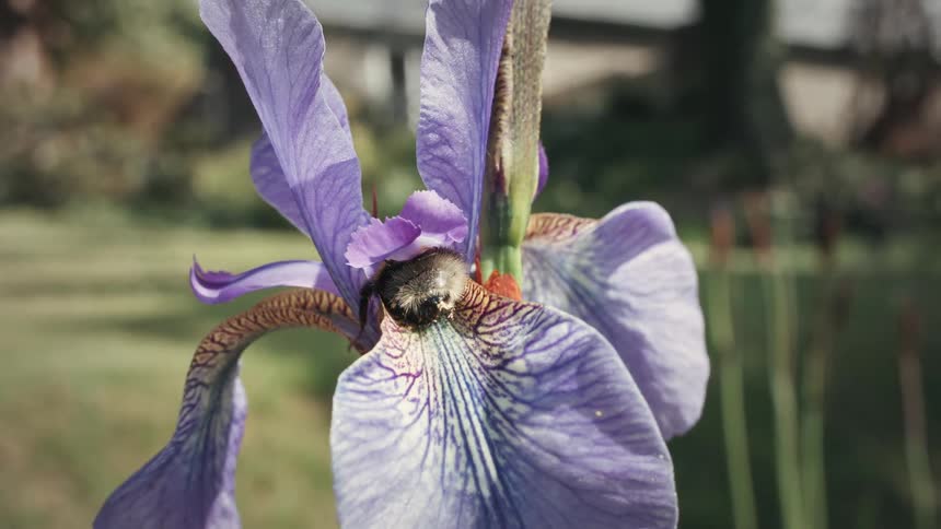 A bee emerges from inside a blooming purple iris flower in daylight