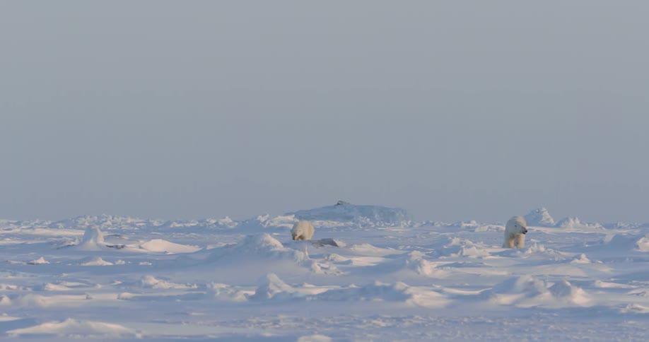 Two polar bears walk over snowy ground
