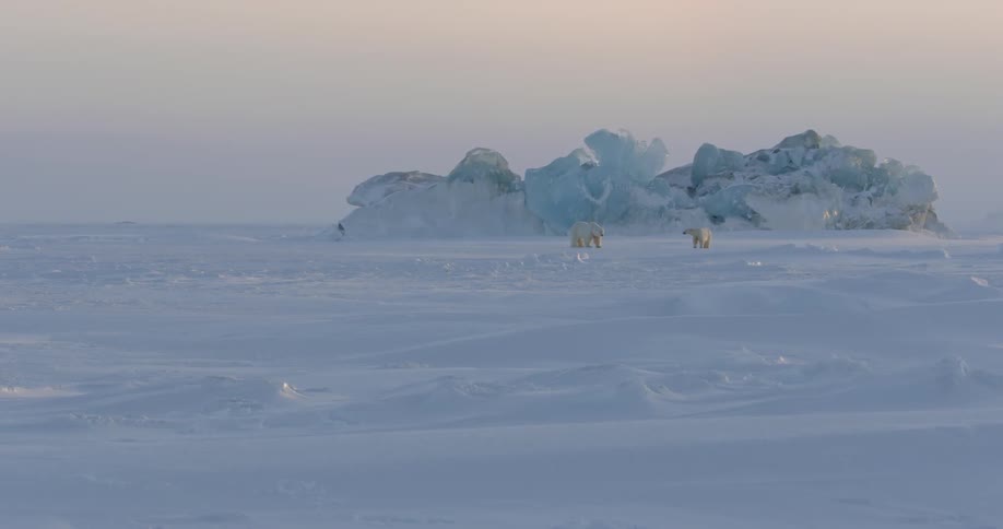 Two polar bears stand together in the distance