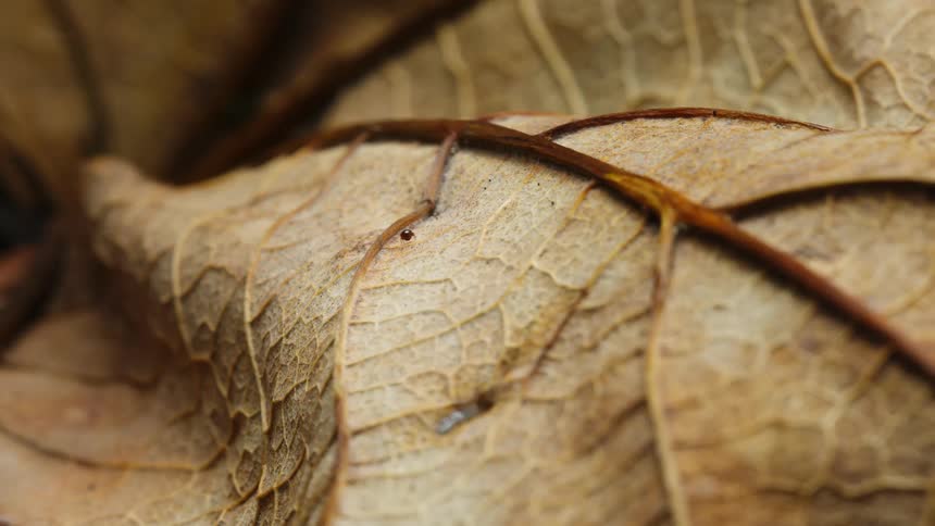 Close up of an oribatid mite bug crawling on a brown leaf
