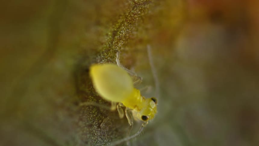 Two yellow insects on a leaf, barklouse and mite
