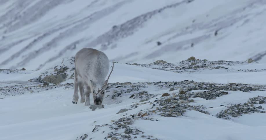 A reindeer with one antler looks for grass in the snow