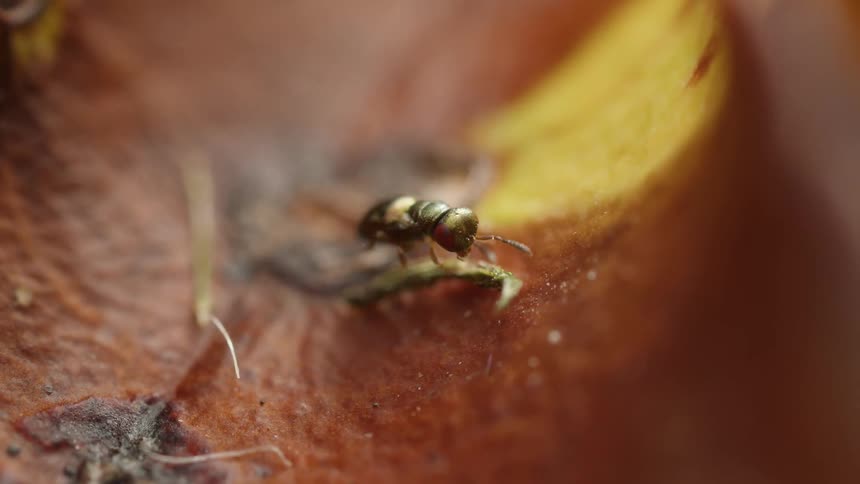 Insect walks on a small appendage on a textured plant