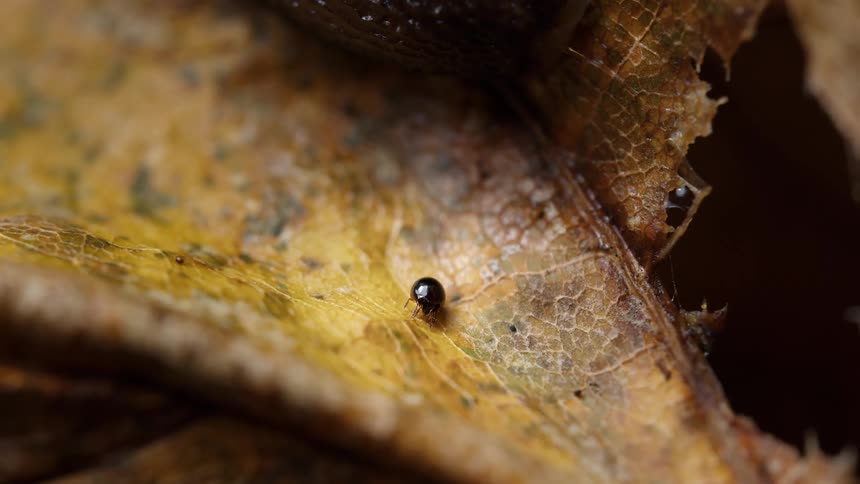 Close up of a oribatid mite crawling on a brown dry leaf during daytime