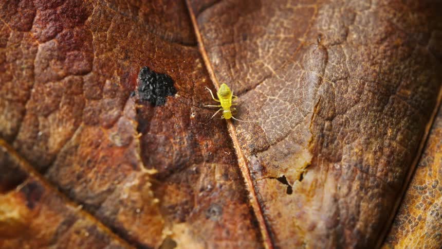 Close up of a green barklouse insect crawling on a brown leaf during daytime