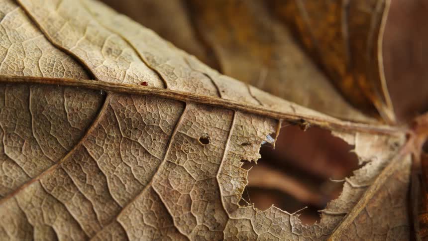 Dry decaying leaf with tiny oribatod mite walking across