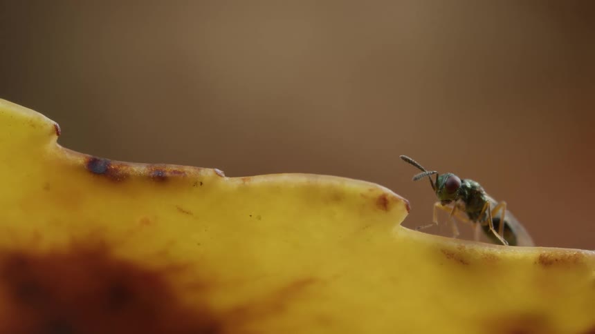A tny bug crawls over a leaf