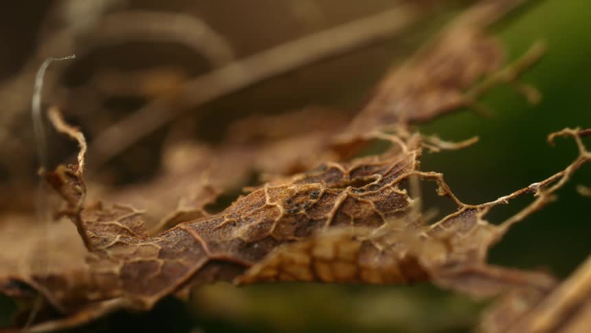 Extreme close up of a dry leaf