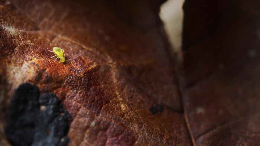 Small yellow insect, barklouse, walks on a dry brown leaf