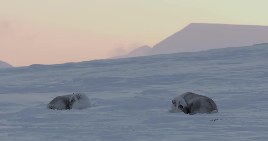 Two reindeer are sleeping in the snow