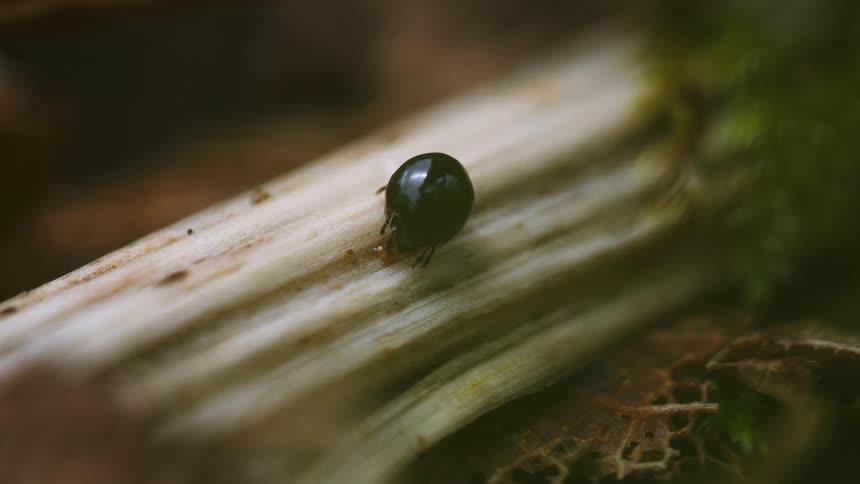 Oribatid mite on a stem outdoors