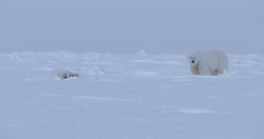 Polar bears are shown in the snowy wilderness