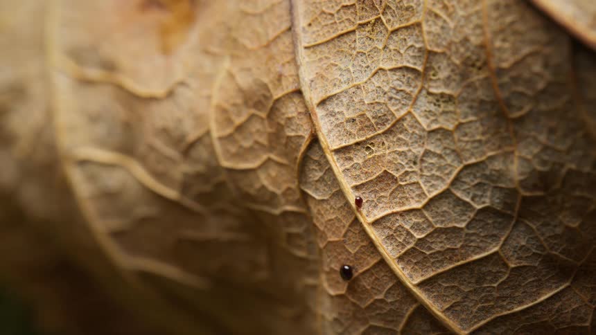 Close up of two oribatid mites moving on a dry leaf