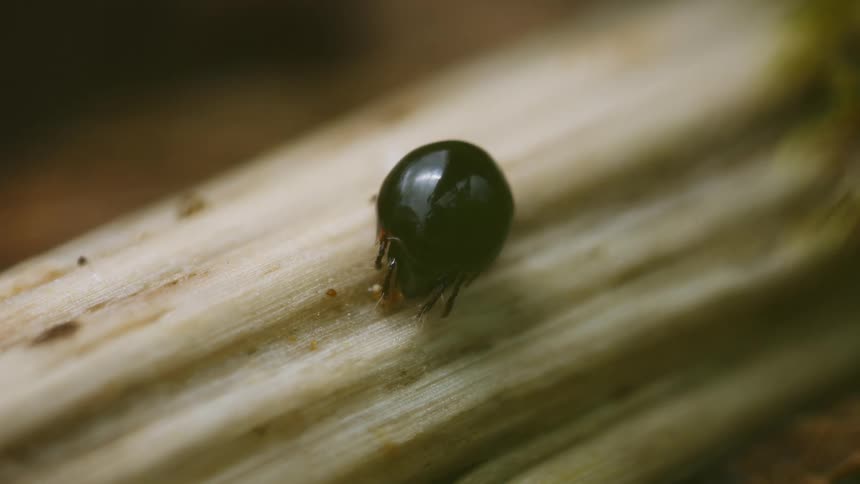 Mite moving slightly on a piece of wood on the forest floor