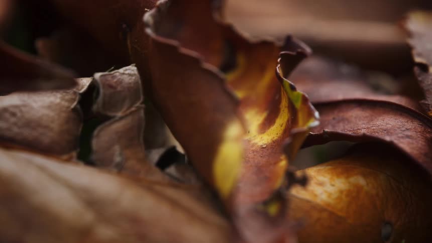 A bunch of leaves are rotting