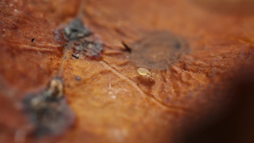 An ant walks on the sand