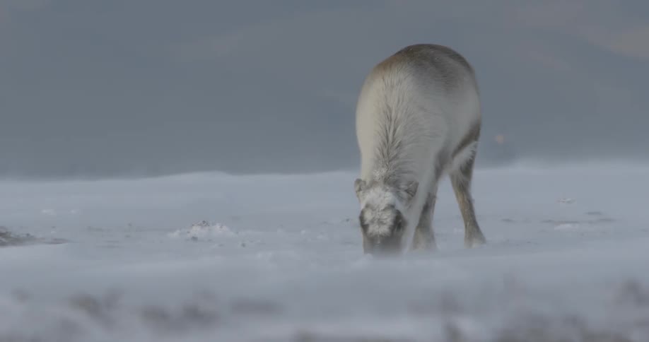 A reindeer is digging in the snow