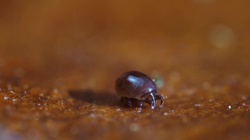 The oribatid mite is moving its legs on the leaf