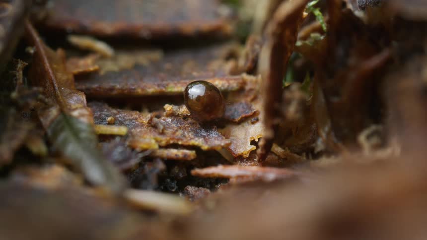 Oribatid mites walking among dry leaves