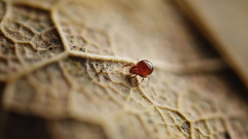 Small mite walking on a leaf