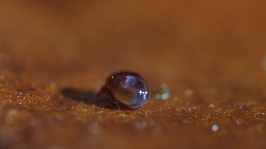 The tiny mite is round and moving very slowly