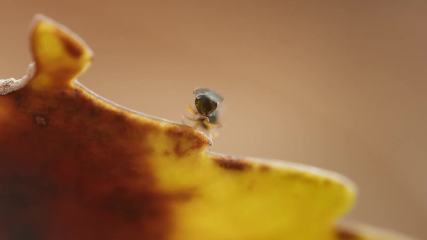 The small fly is moving on the brown leaf