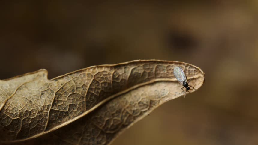 The tiny critter is moving around on the leaf