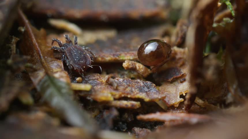 The oribatid mites crawl on the leaves