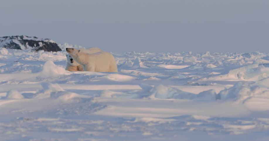 Two polar bears walk in the snow ahead