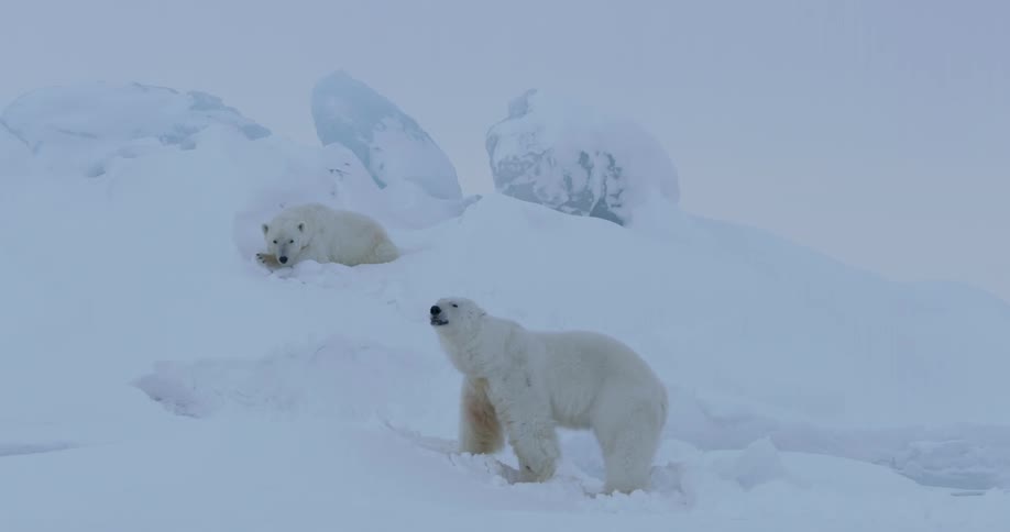 Two polar bears play and rest in snow