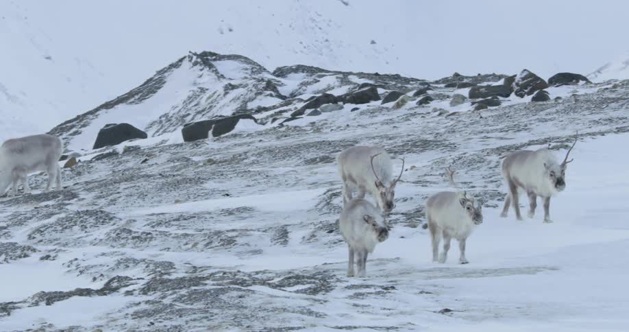 A herd of deer walking in the snow and rocks