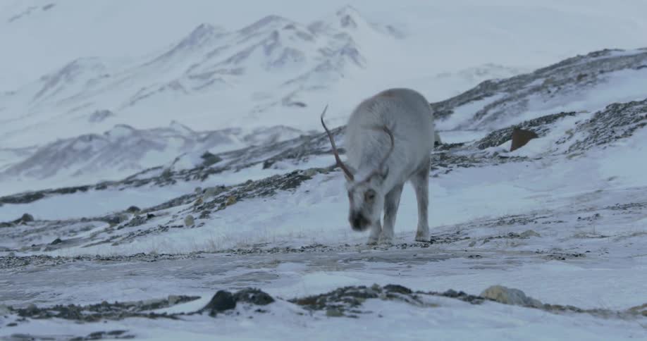 A reindeer grazing in a snow covered wilderness