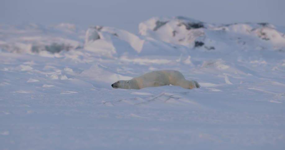 A polar bear stops to look around then roll in the snow