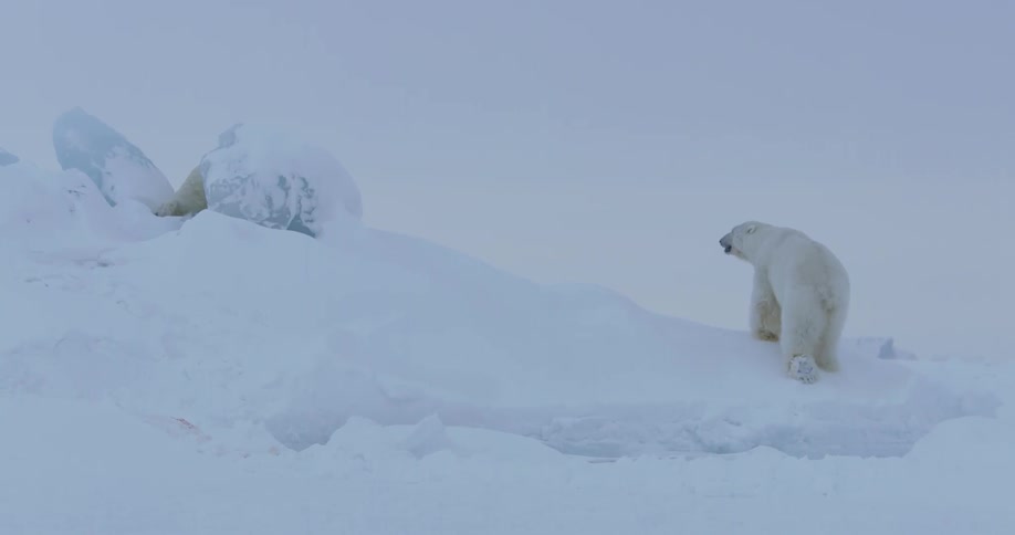 Two polar bears walk around in the snow