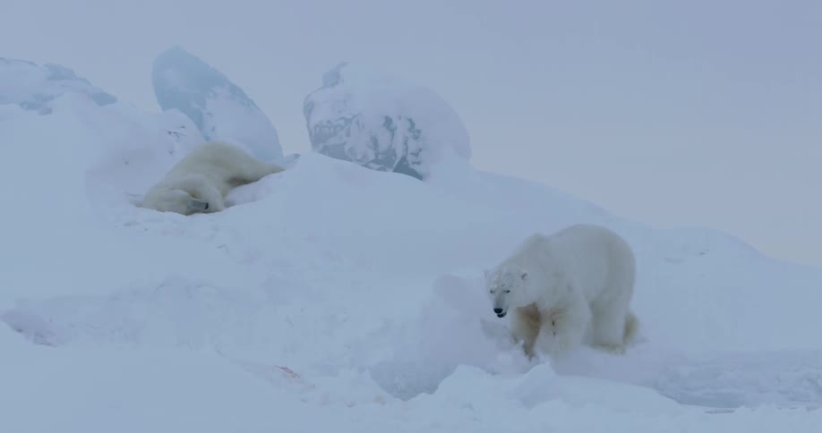 A couple of polar bears playing in the snow on a hill with rocks